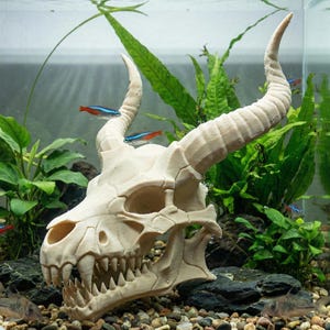 Puede incluir: Una decoración de acuario con forma de cráneo de dragón de color crema, con grandes cuernos y afilados dientes. El cráneo se coloca en un acuario de vidrio con plantas vivas, peces pequeños y grava en el fondo. El acuario está lleno de agua.