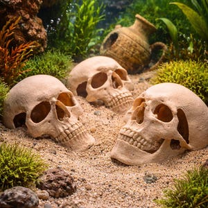 Può includere: Tre teschi beige decorano una superficie sabbiosa, circondati da piante verdi e piccole rocce. Un'anfora invecchiata, color beige, è sullo sfondo. I teschi presentano dettagli e sono progettati per la decorazione di acquari.
