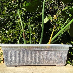 May include: A clear plastic planter with a light gray rim, filled with dark brown soil. Several green vines with brown stems are growing out of the soil. The planter is sitting on a wooden surface.
