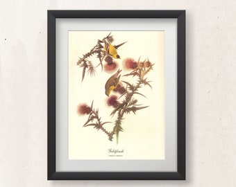 Audubon Art, Goldfinch Vintage Bird Drawing, Instant Download Printable Wall Art