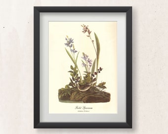 Audubon Art, Field Sparrow Vintage Bird Drawing, Instant Download Printable Wall Art