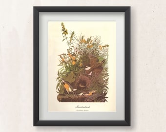 May include: A vintage illustration of a Meadowlark bird perched on a branch with yellow flowers. The illustration is framed in black and has the text "Meadowlark" and "STURNELLA MAGNA" printed below the image.