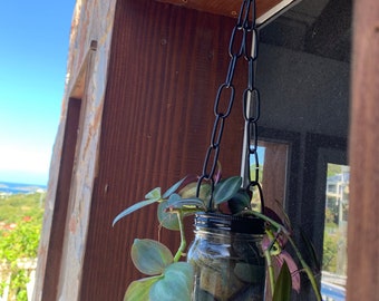 Self-Sustaining Wandering Jew Jar Plant