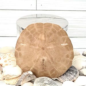 May include: A light brown, circular sand dollar with a distinct five-pointed star pattern on its surface, positioned in front of a silver-lidded container and surrounded by a collection of various small, white, and tan seashells.