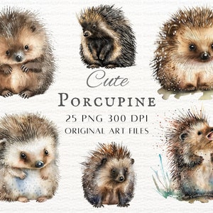 Porco-espinho fofo 25pc PNG e JPEG | Aquarela Porco-espinho PNG | Uso comercial de porco-espinho | Porco-espinho | Clipart de porco-espinho bebê | Porco-espinho Kawaii