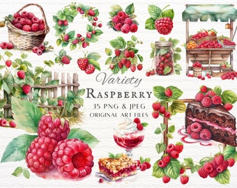 Raspberry Bundle 35pc PNG & JPEG Bundle | Watercolor Raspberry Clipart | Raspberry PNG | Raspberries Commercial | Printable Raspberry Art