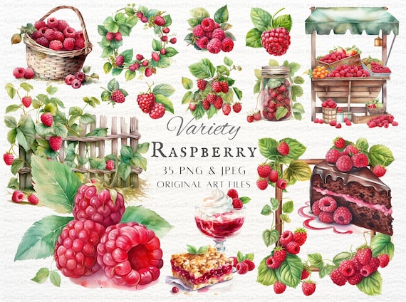 Raspberry Bundle 35pc PNG & JPEG Bundle | Watercolor Raspberry Clipart | Raspberry PNG | Raspberries Commercial | Printable Raspberry Art