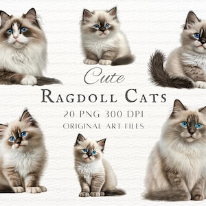 Ragdoll katten 20pc PNG & JPEG | Ragdoll-kat PNG | Ragdoll kitten clipart | Ragdoll commercieel gebruik Clipart | Afdrukbare Ragdoll-kunst | Voorraad kat