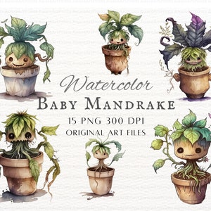 Mandrake clipart 15st bundel set 1 | Waterverf Mandragora | Mandragora PNG | Mandragora Clipart | Aquarel Mandrake PNG | Mandragora afdrukbaar