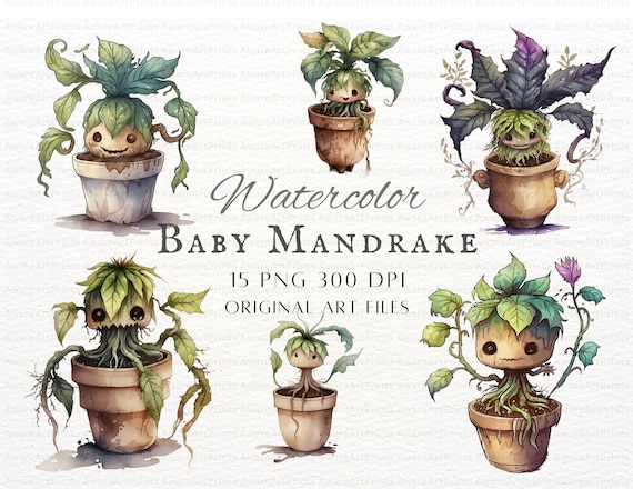 Mandrake Clipart 15pc Bundle Set 1 | Watercolor Mandrake