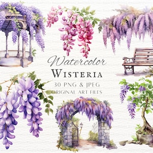 Lot de 30 glycines PNG et JPEG | Glycine aquarelle | Glycine PNG | Utilisation commerciale de la glycine | Glycine imprimable | Glycine Arbre Clipart