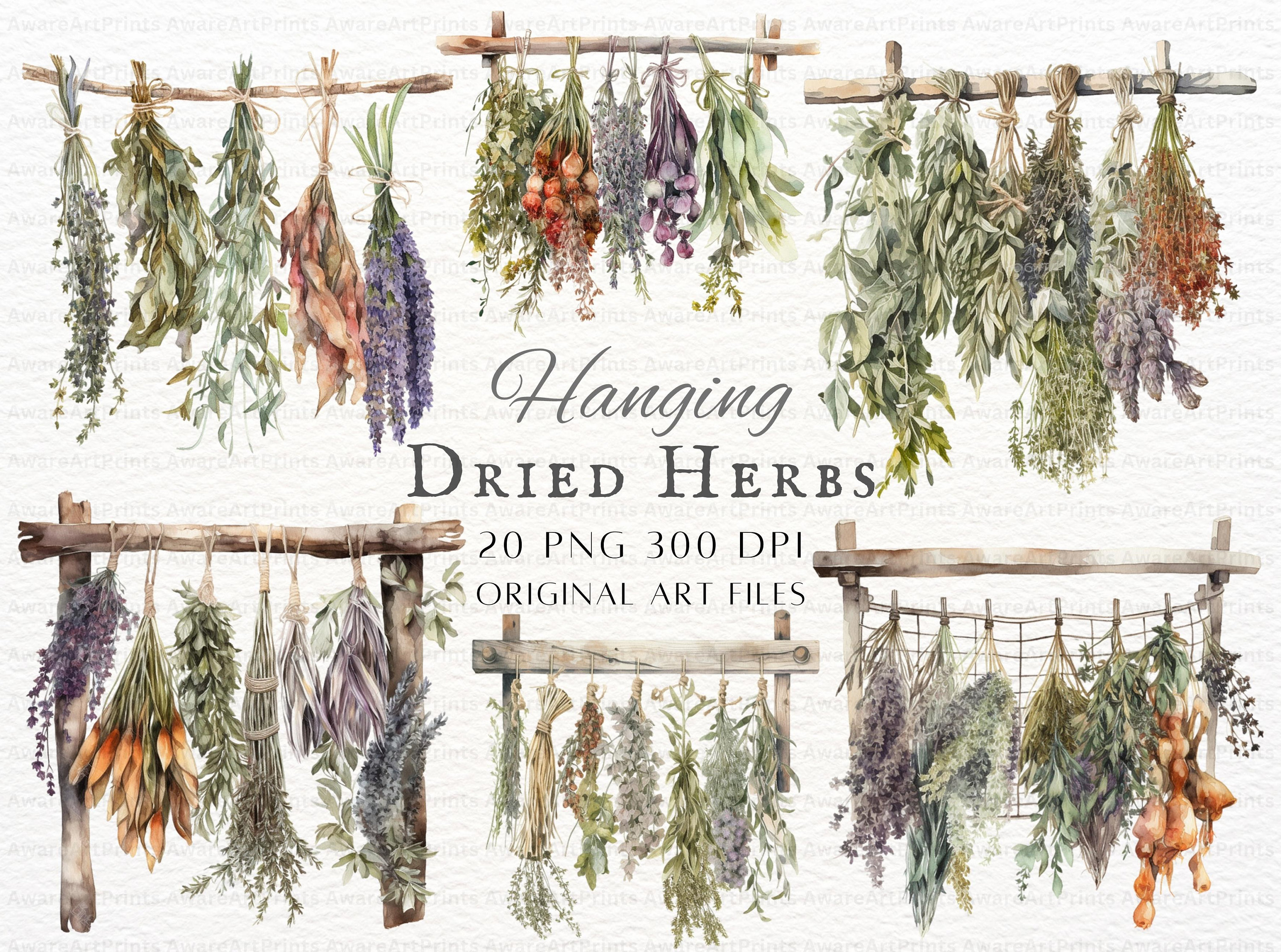 Dried Herbs 20pc PNG Bundle Hanging Herbs PNG Watercolor Dried Herbs PNG Printable Hanging Herbs Herbs Commercial Use Dried Herbs Etsy