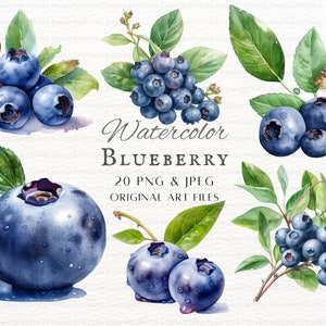 Blueberries 20pc PNG & JPEG Bundle | Watercolor Blueberry | Blueberry PNG | Blueberry Commercial Use | Printable Blueberry | Blueberries Art