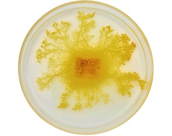 2x Physarum polycephalum (AVA), slime mold, blob, slime mold, high quality