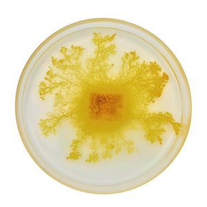 Könnte beinhalten: Eine Petrischale mit einem gelben, verzweigten, schimmelartigen Wachstum in der Mitte. Das Wachstum ist von einer klaren Flüssigkeit umgeben.