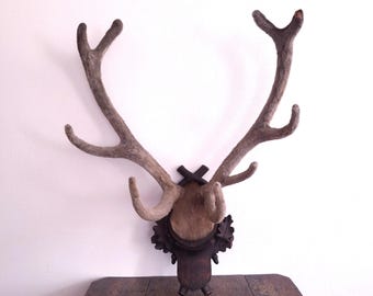 Taxidermie Cabinet de curiosité Trophée de chasse africaine