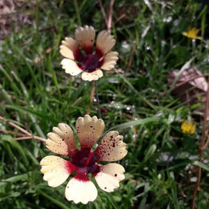 Garofani di rame - fiori di metallo