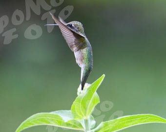 Hummingbird Flying over Flowers Photo Art: Wall Art Home Decor Floral Wildlife Photography