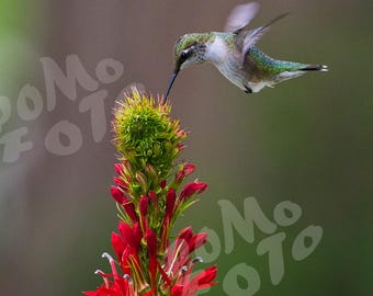 Hummingbird over Cardinal Flowers Photo Art: Wall Art Home Decor Floral Wildlife Photography