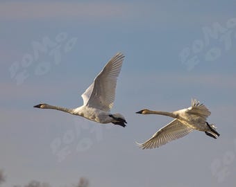 Trumpeter Swans Photographic Print Wildlife Bird Wall Art
