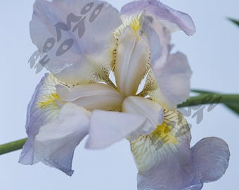 Purple, White Iris Photographic Print Wall Art