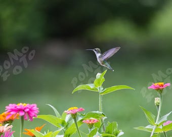 Hummingbird Hovering over Flowers Photo Art: Wall Art Home Decor Floral Wildlife Photography
