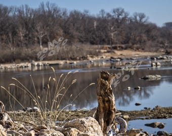 Driftwood Landscape Photo Art: Wall Art Home Decor Nature Photography