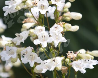 White Beardtongue Foxglove Photographic Print: Floral Wildflower Nature Wall Art