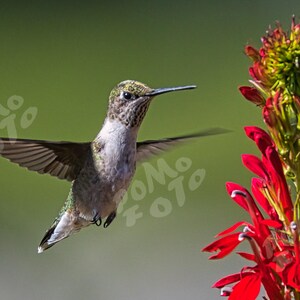 Könnte beinhalten: Ein Kolibri im Flug, mit ausgebreiteten Flügeln. Der Vogel hat einen grauen und grünen Körper, einen langen Schnabel und befindet sich in der Nähe einer leuchtend roten Blume mit grünen Akzenten. Der Hintergrund ist ein sanftes Grün.