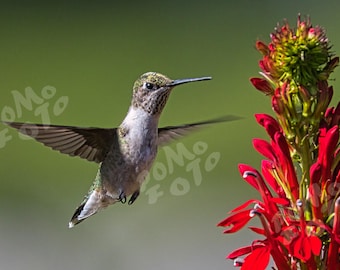 Ruby throated Hummingbird Cardinal Flower Photo Art: Wall Art Home Decor Floral Wildlife Nature
