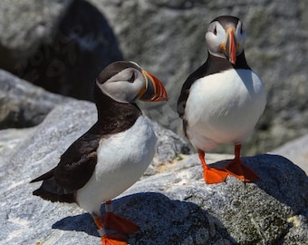 Duo Atlantic Puffins Photo Art: Wall Art Home Decor Nature Wildlife Photography