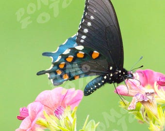 Black Swallowtail Butterfly On Pink Flowers: Wildlife Floral Art Photography