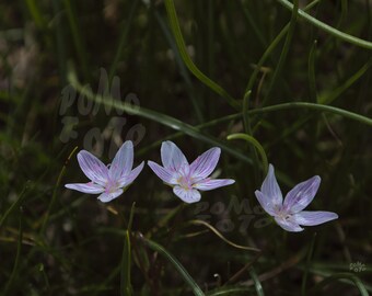 Spring Beauty Pink White Photo Art: Wall Art Home Decor Floral Nature Wildflower Photography