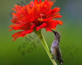 Hummingbird Orange Zinnia Flower Photo Art: Wall Art Home Decor Wildlife Floral Nature Photography