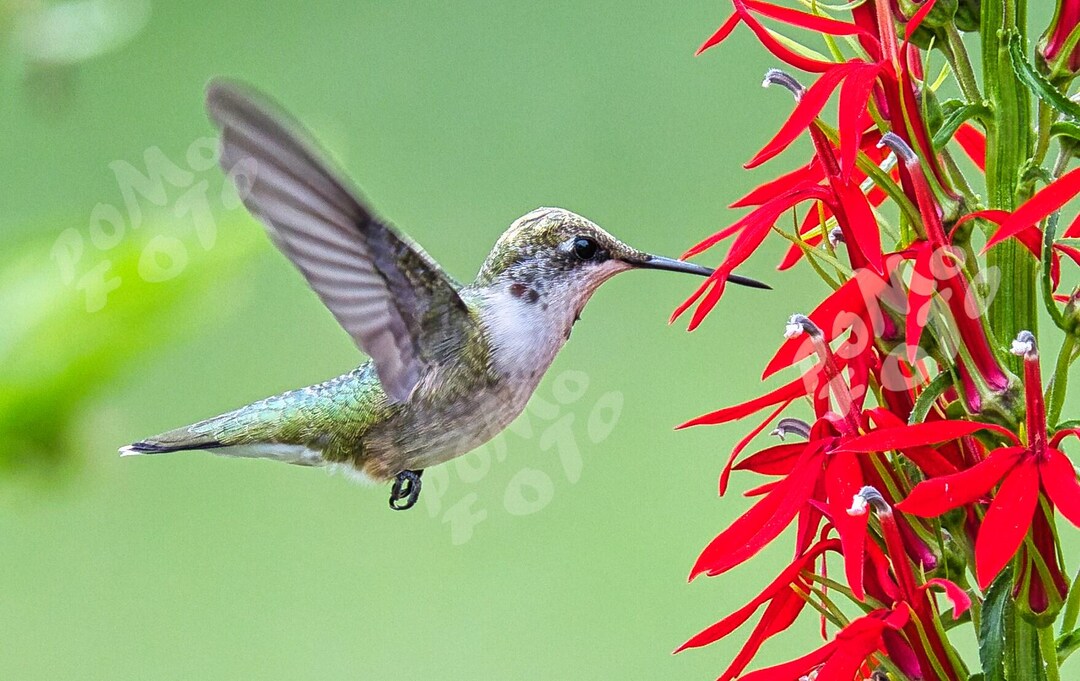 Hummingbird With Cardinal Flower Photo Art: Wall Art Home Decor ...