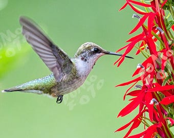 Hummingbird with Cardinal Flower Photo Art: Wall Art Home Decor Landscape Wildlife Nature Floral