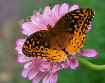 Butterfly Pink Zinnia Photographic Print Wall Art