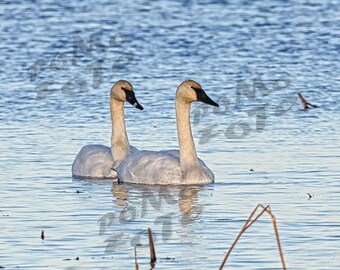 Duo Trumpeter Swans Photo Art: Wall Art Home Decor Floral Wildlife Photography