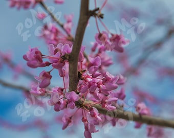 Redbud Tree Flower Blossom Photo Art: Wall Art Home Decor Wildflower Floral Nature Photography
