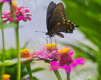 Butterfly in the Zinnias Photo Art: Wall Art Home Decor Landscape Wildlife Nature Floral