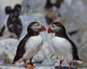 Atlantic Puffins Photo Art: Wall Art Home Decor Nature Wildlife Photography