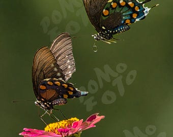 Double Butterflies Pink Zinnia Photo Art: Wall Art Home Decor