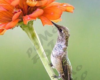 Hummingbird Orange Zinnia Flower Photo Art: Wall Art Home Decor Wildlife Floral Nature Photography