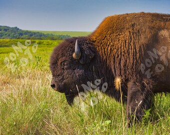 Bison on Prairie Photo Art: Wildlife Landscape Home Decor