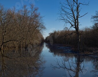 Tree Reflection Pool Photo Art: Wall Art Home Decor Nature Landscape Photography