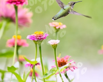 Hummingbird and Zinnias Photo Art: Wall Art Home Decor Floral Nature Wildlife Photography