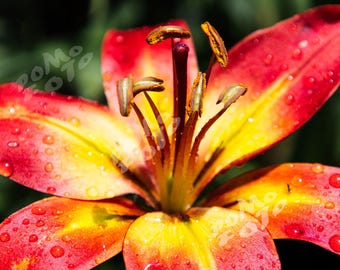 Red, Yellow Lily Floral Art: Nature Photography