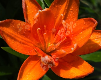 Orange Daylily Photography: Floral landscape Art