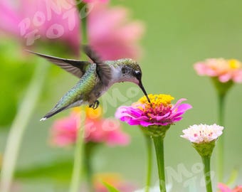 Hummingbird in Pink Zinnias Photo Art: Wall Art Home Decor Landscape Wildlife Nature Floral