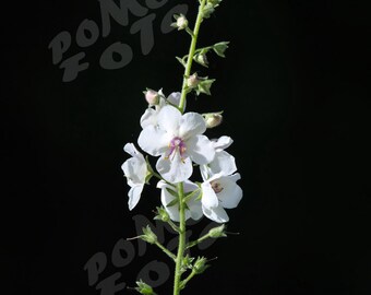 White Wildflower: Floral Missouri Art Photography